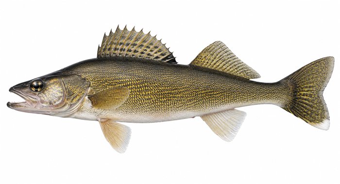 A pickerel — a classic Ontario catch