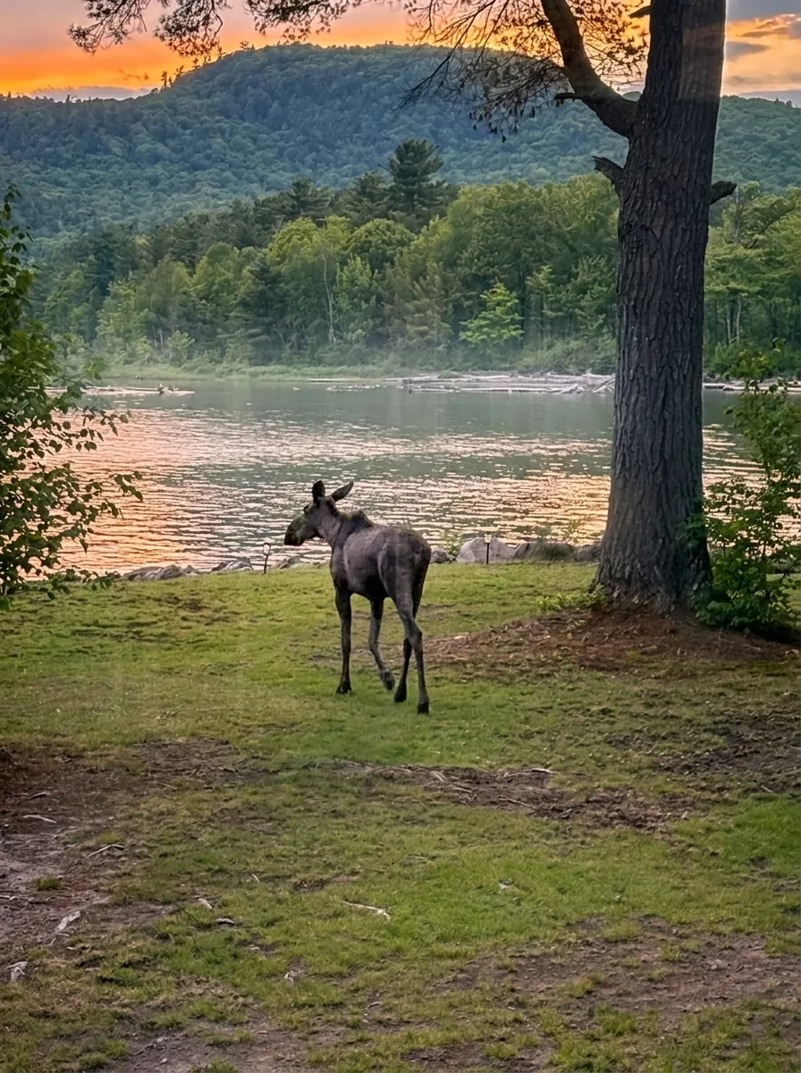A young moose at the water's edge at sunset over Batchawana Bay