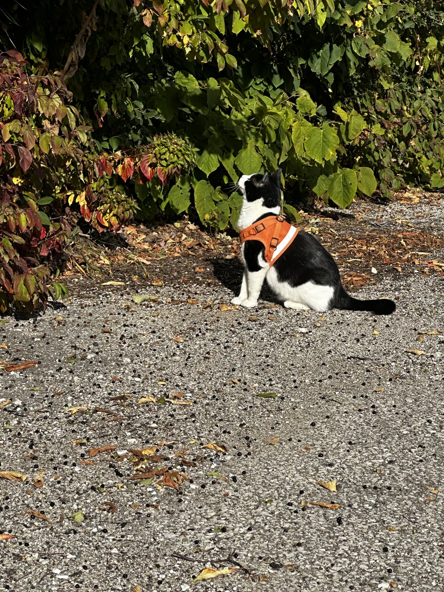 Switch sitting on a path in front of autumn foliage