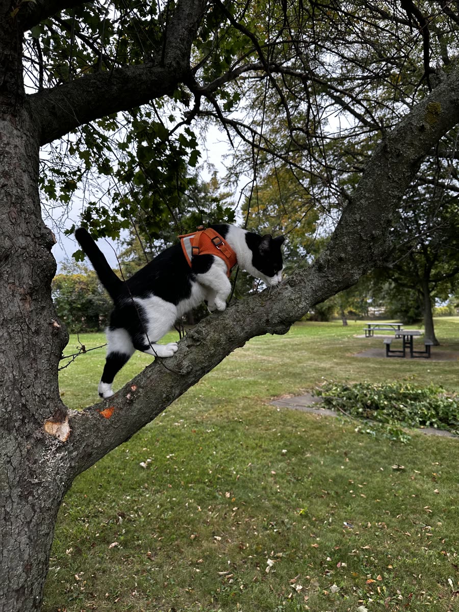 Switch walking out along a tree branch