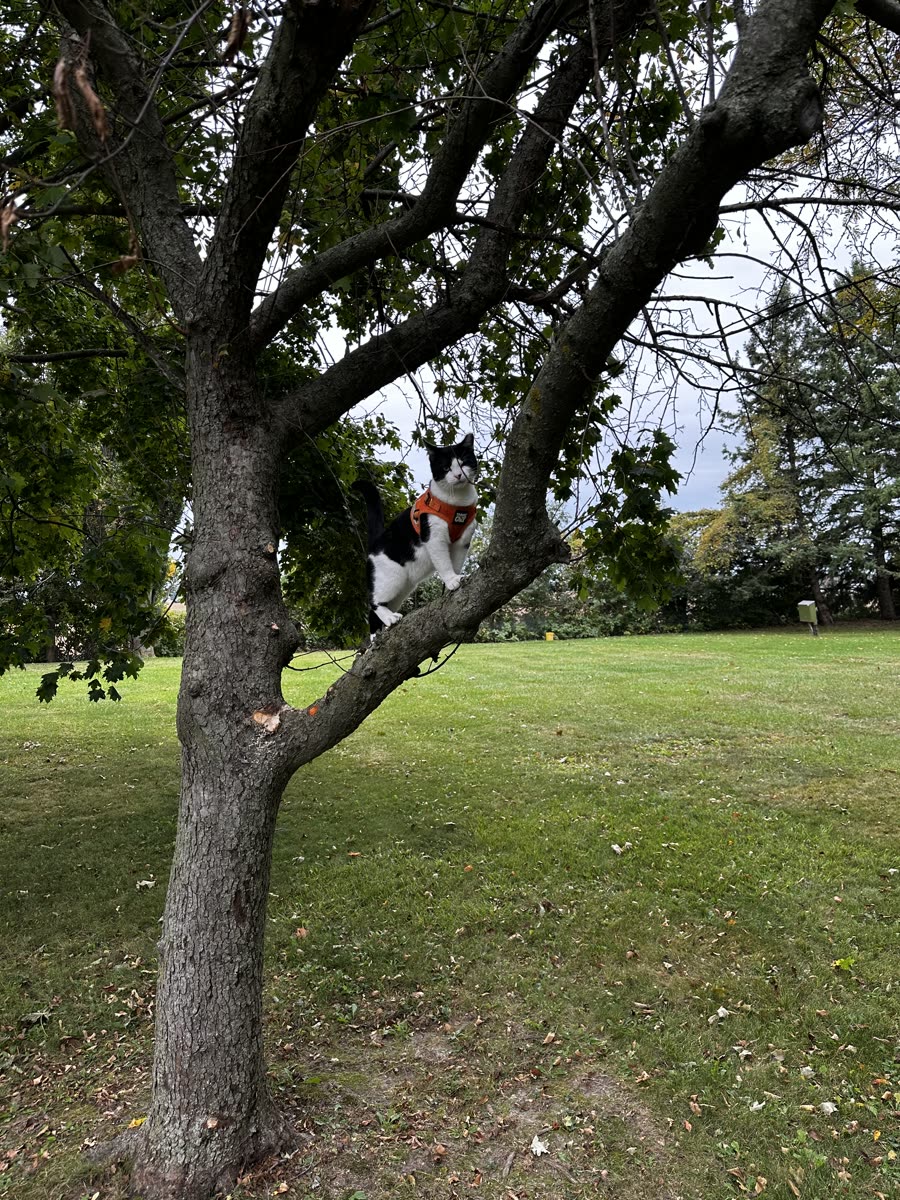 Switch climbing up into a tree