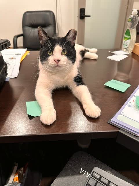 Switch sprawled across an office desk by a keyboard