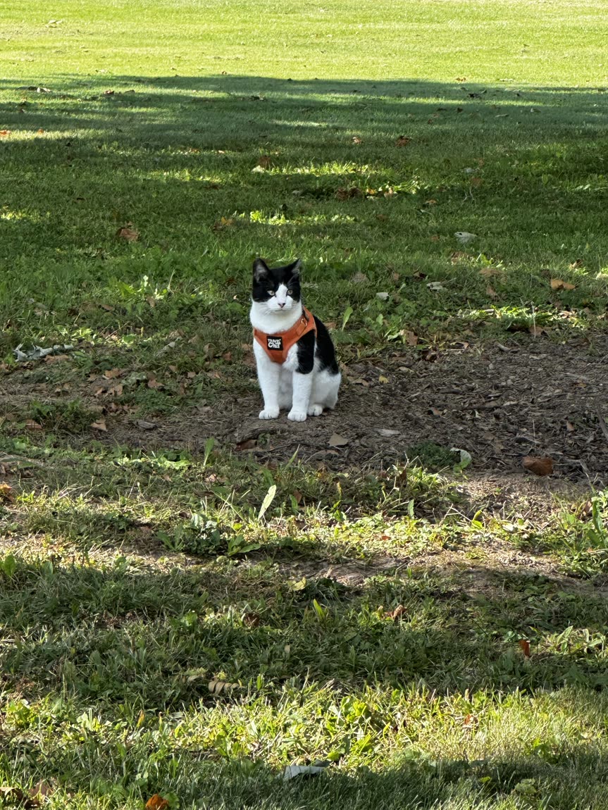 Switch sitting outside in a sunny garden bed