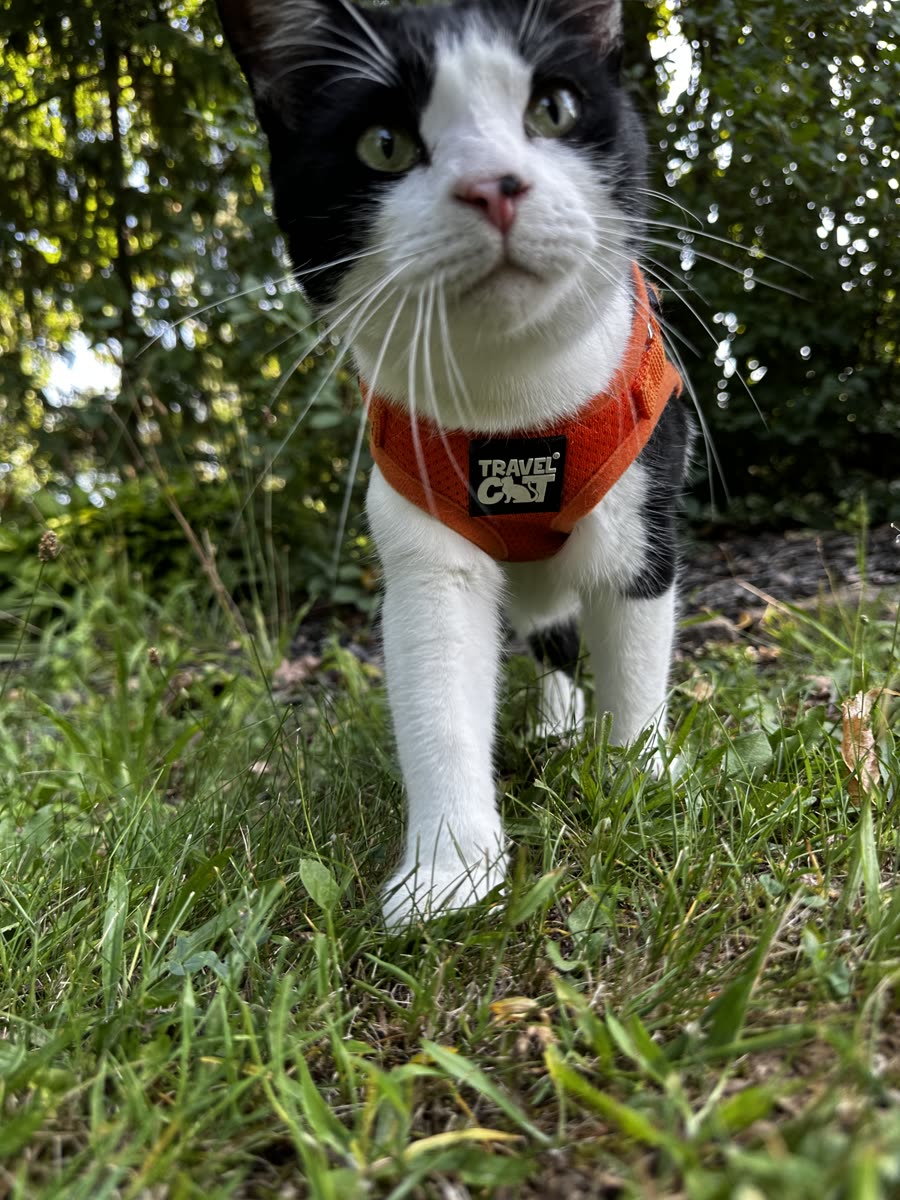 Close-up of Switch outdoors in the greenery