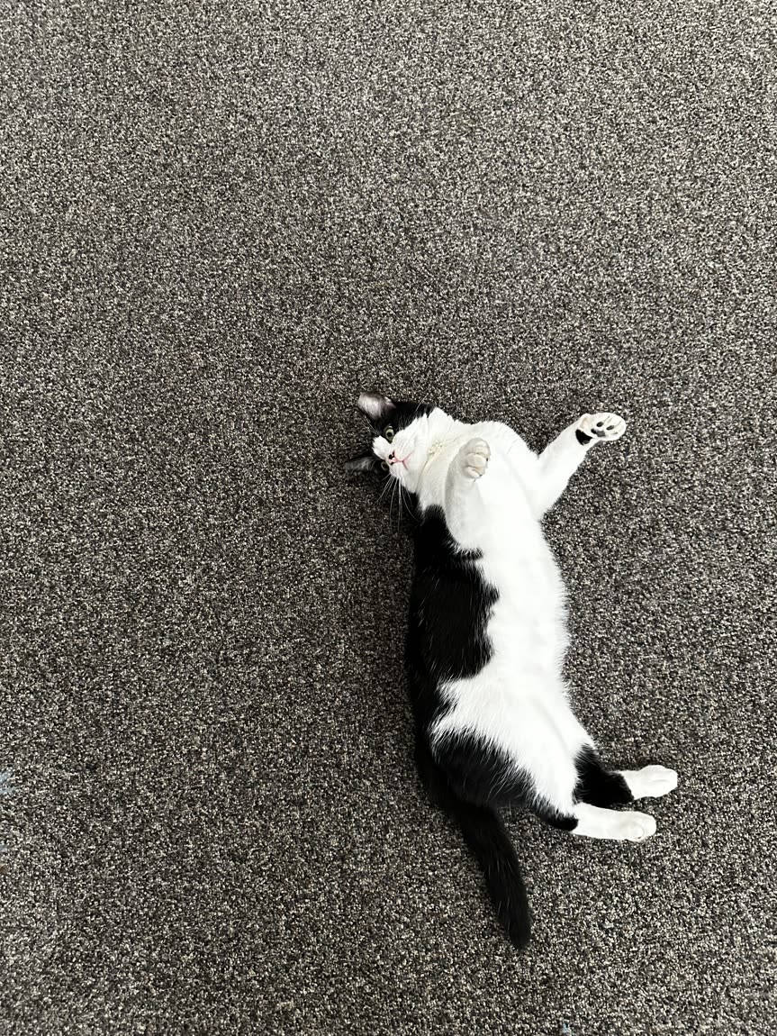 Switch lying on his back with paws up