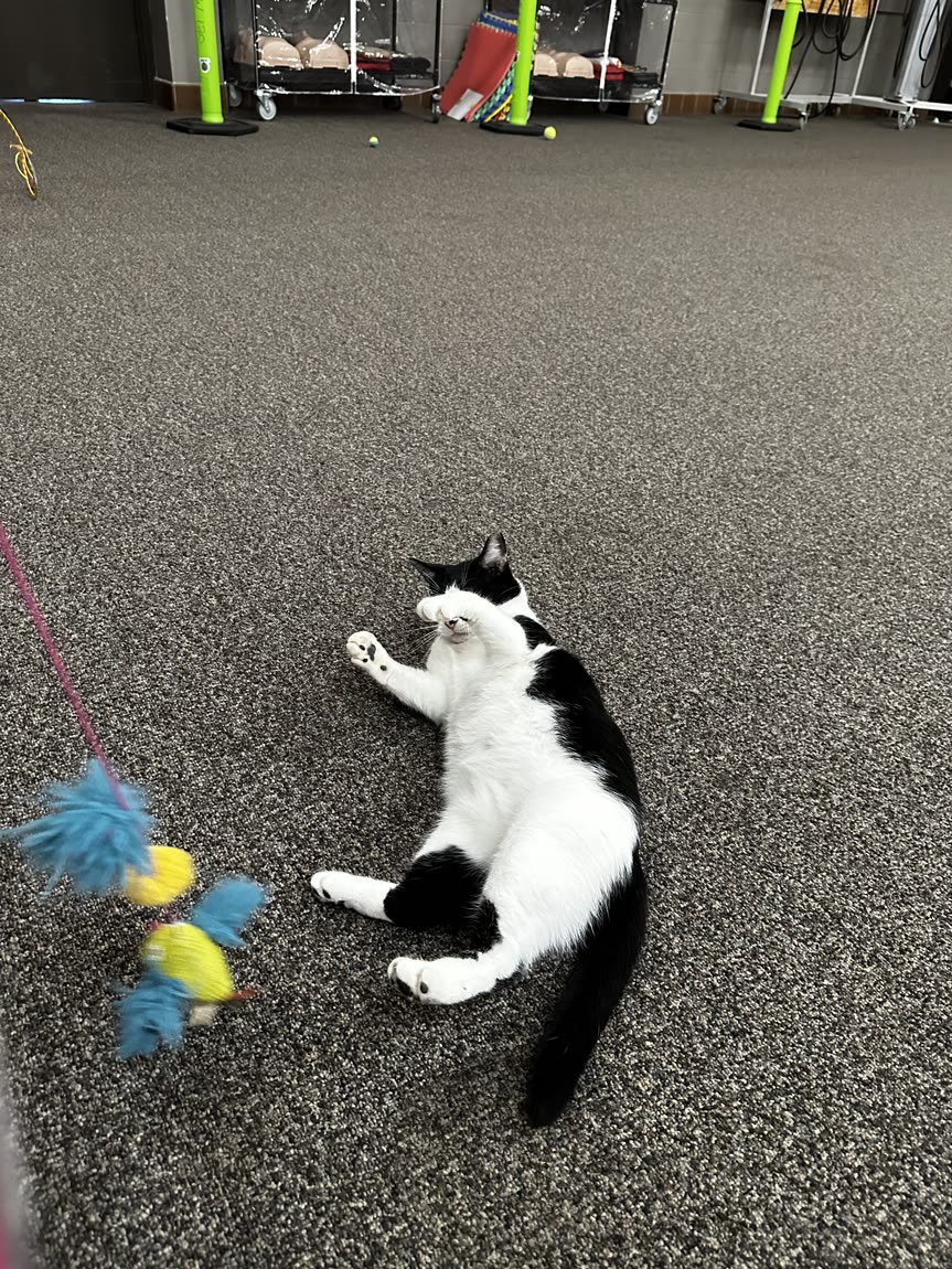 Switch playing with a feather wand toy