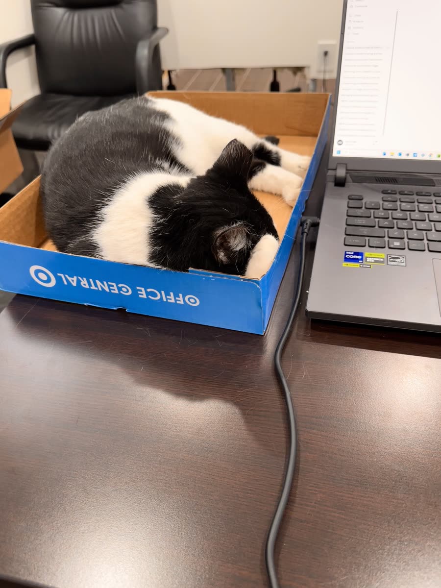 Switch curled up in a cardboard box next to a laptop